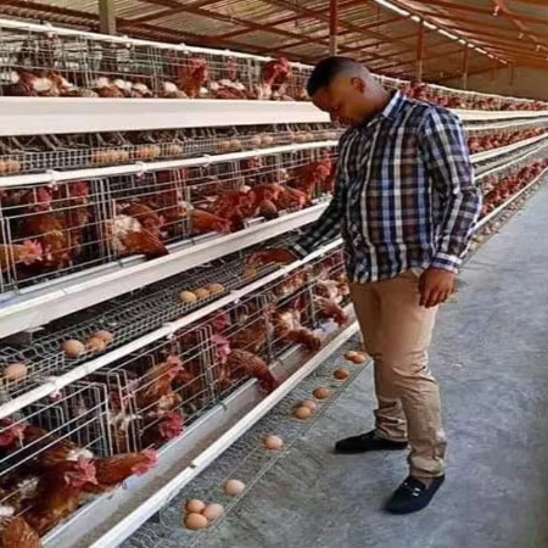 Farming Africa - Güney Afrika'da Satılık Ucuz Fiyatlı Kümes