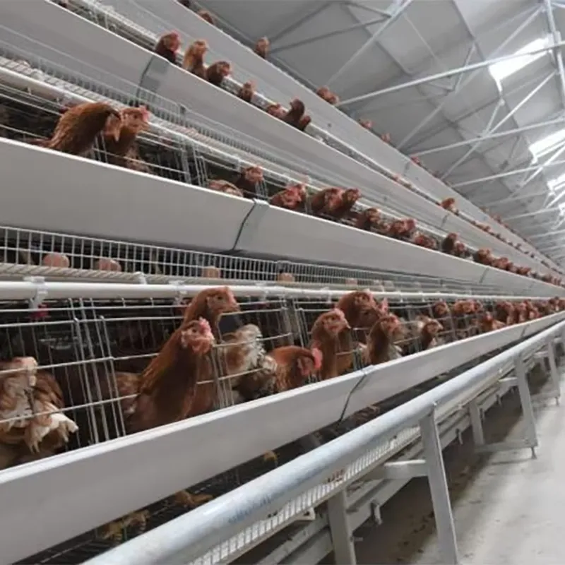 Güney Afrika, Pakistan ve Fili - Farming Africa incelemesi ve fiyatı