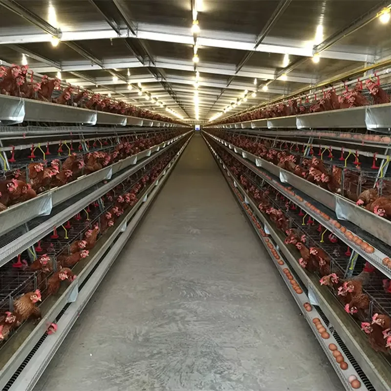 Güney Afrika, Pakistan ve Fili - Farming Africa incelemesi ve fiyatı